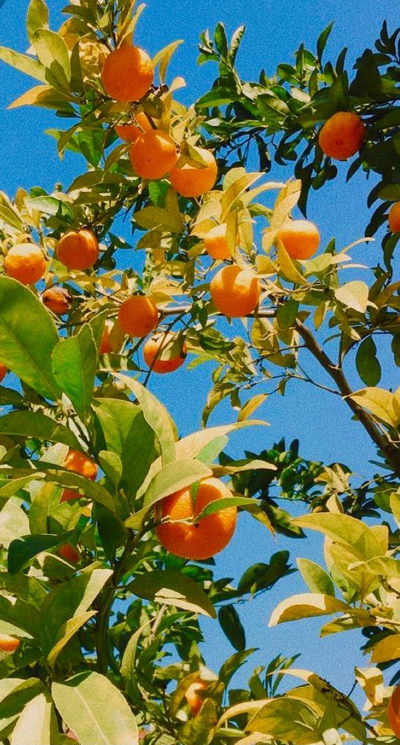 Oranges In A Tree Amma of H LP